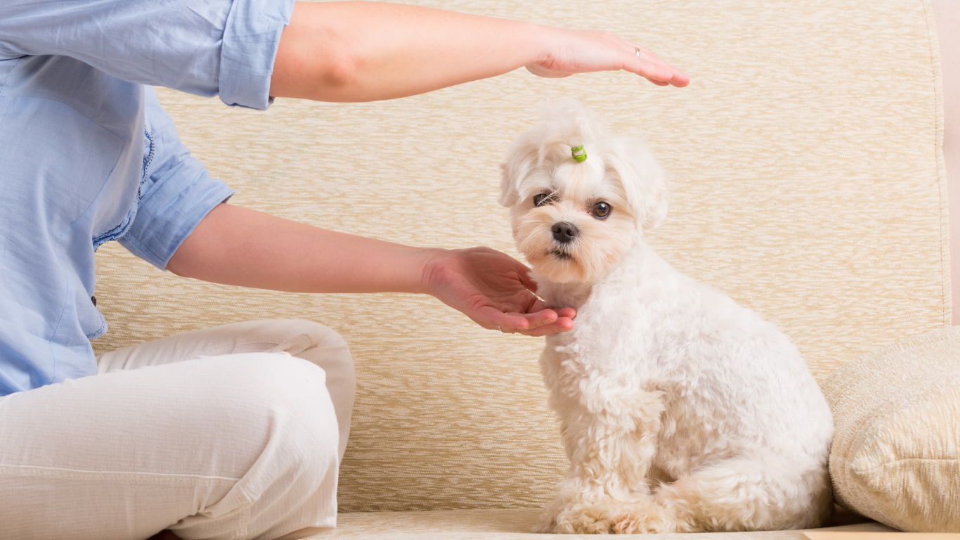 reiki - dierentherapie - dierentherapeut - rememberme pets